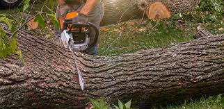Best Tree Cabling and Bracing  in Lakefield, MN
