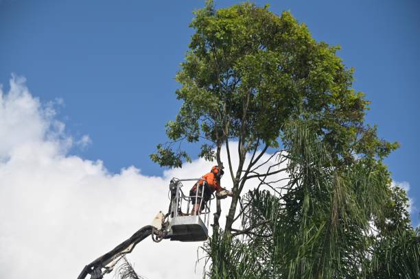 How Our Tree Care Process Works  in  Lakefield, MN